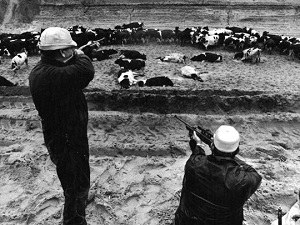 Shooting cows in mid-1970s after contamination with PBB